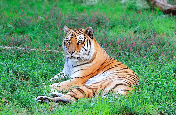 Tiger at the Lincoln Park Zoo