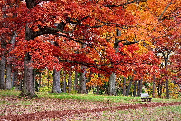 The Morton Arboretum