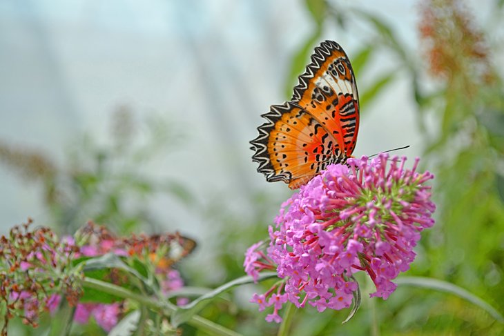 Foellinger-Freimann Botanical Conservatory