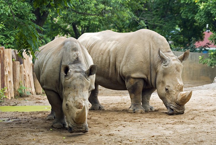 Louisville Zoo