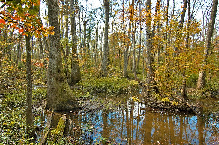 Bluebonnet Swamp Nature Center