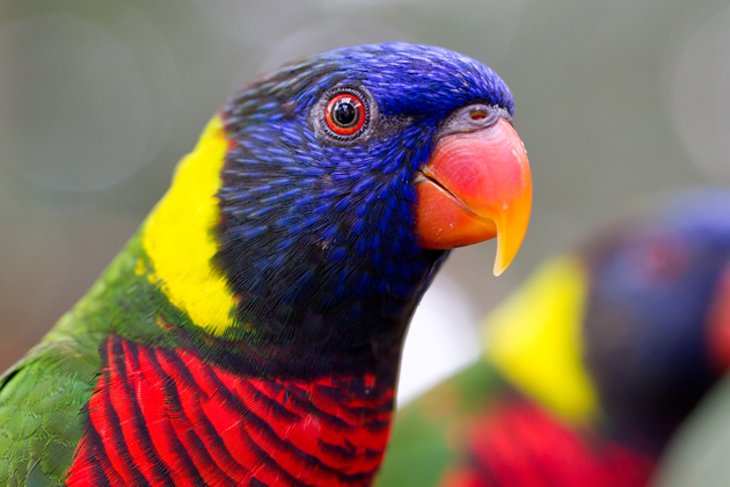 Rainbow lorikeet at the Baton Rouge Zoo