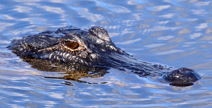 12 atracciones turísticas y cosas para hacer mejor valoradas en Lake Charles