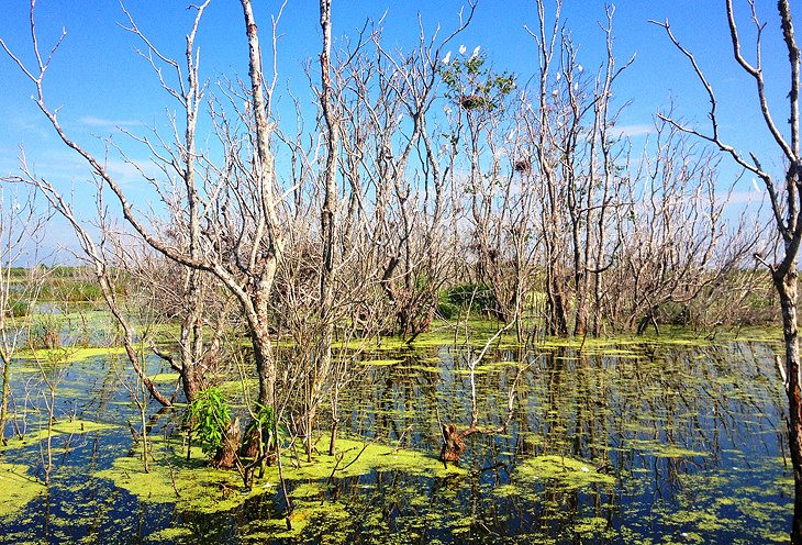 12 atracciones turísticas y cosas para hacer mejor valoradas en Lake Charles