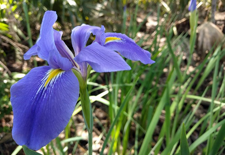 Giant blue iris