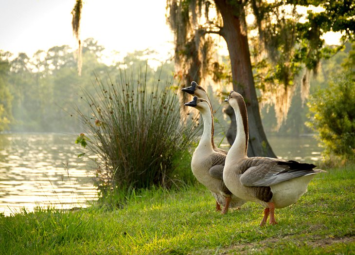 12 atracciones turísticas y cosas para hacer mejor valoradas en Lake Charles