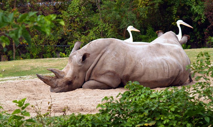 Audubon Zoo