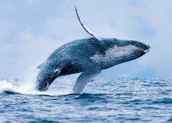 Humpback Whale