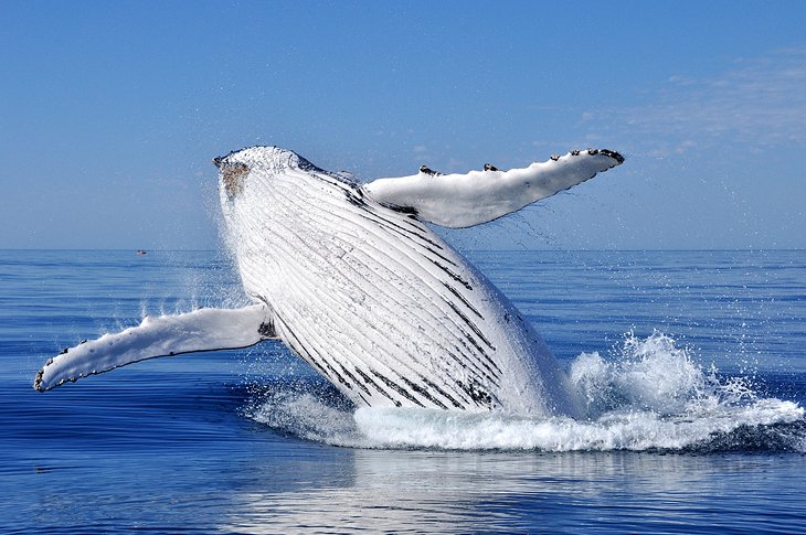 Whale Watch at Stellwagen Bank National Marine Sanctuary