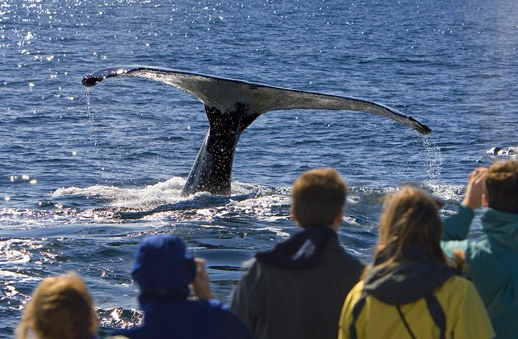 Cape Cod Whale Watching