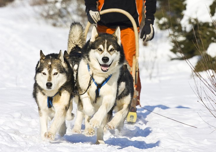 Dog sledding