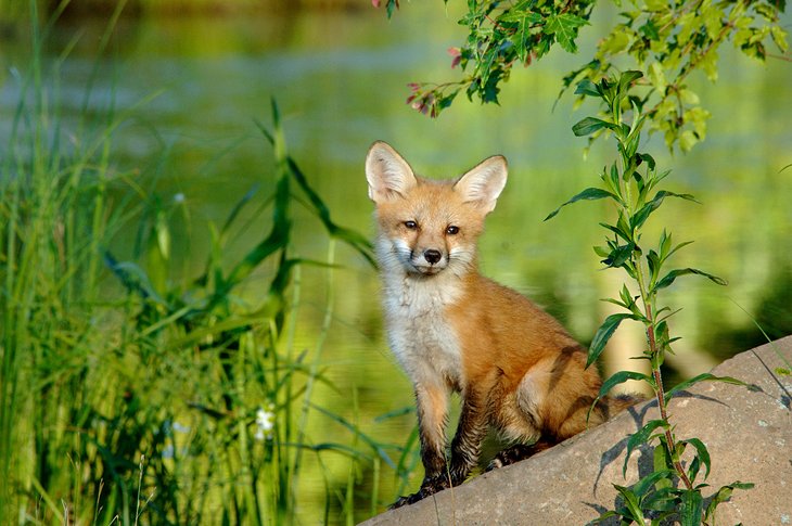 Young fox