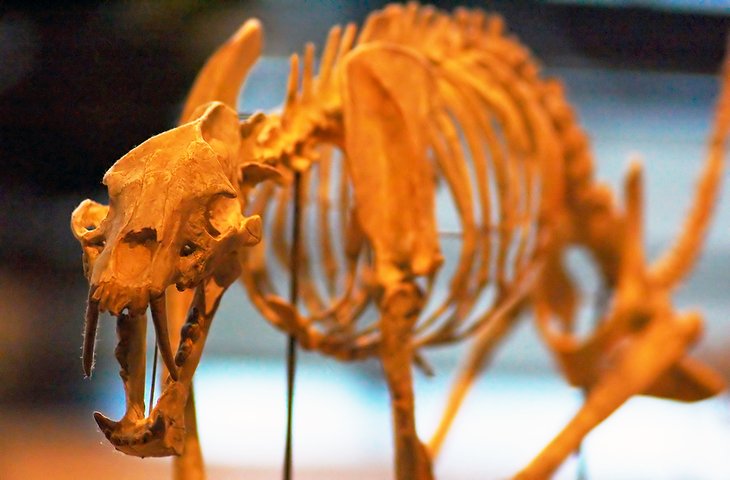Musée des sciences du Minnesota
