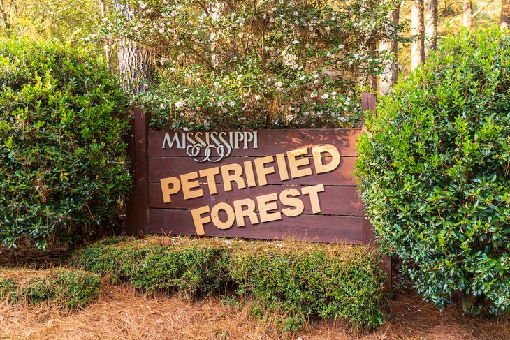 Forêt pétrifiée du Mississippi