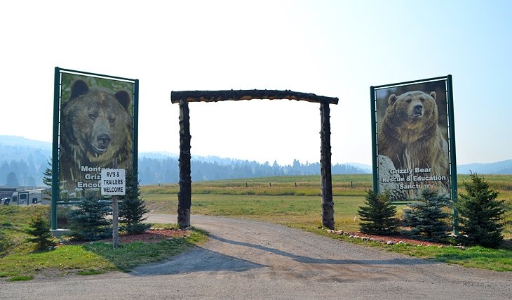 Montana Grizzly Encounter