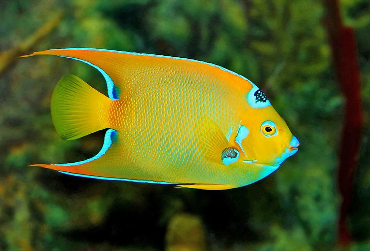 Acuario de Carolina del Norte