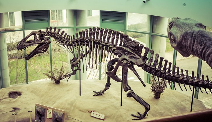 Musée des sciences naturelles de Caroline du Nord
