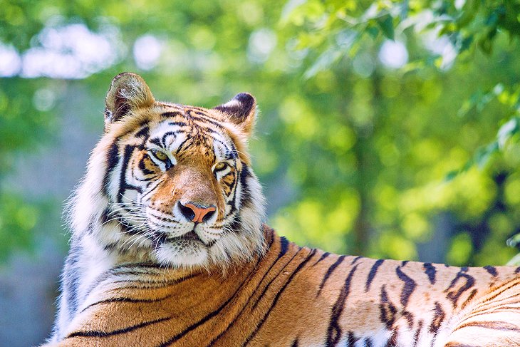 Tiger at the Dakota Zoo