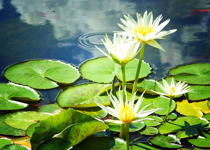 Sunken Gardens