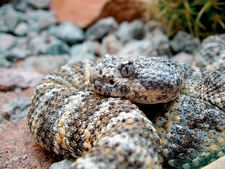 American International Rattlesnake Museum