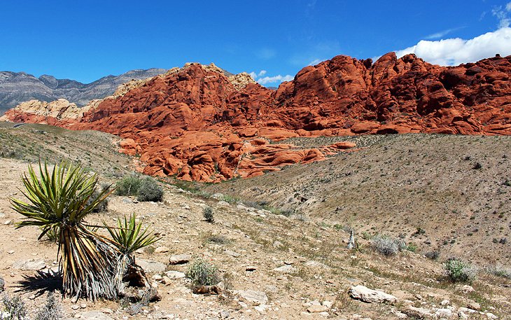 Red Rock Canyon National Conservation Area