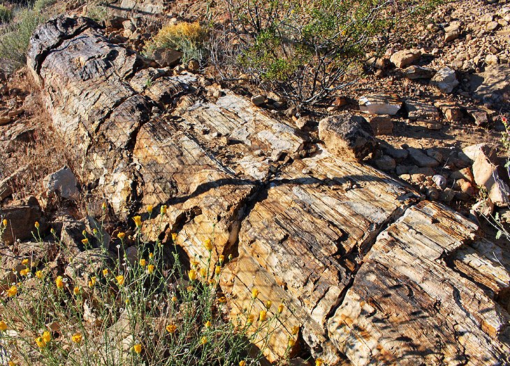 Petrified Logs