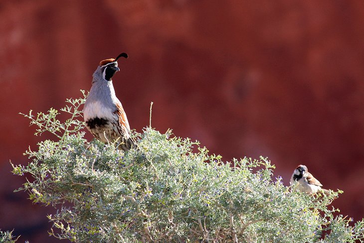 Quail in the morning at Valley of Fire State Park