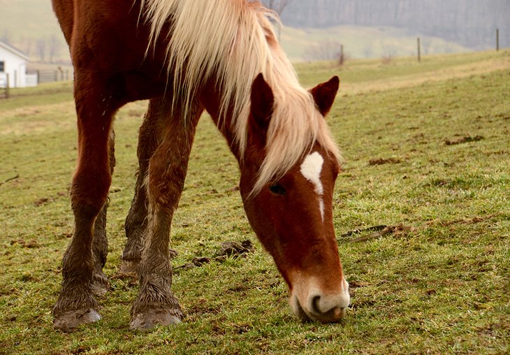 Amish Country Riding Stables