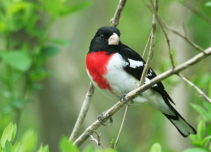 Rose-breasted grosbeak