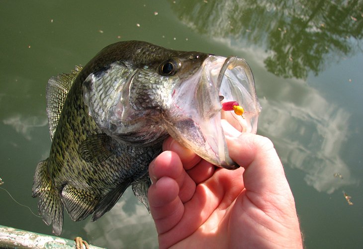 Crappie on a hook