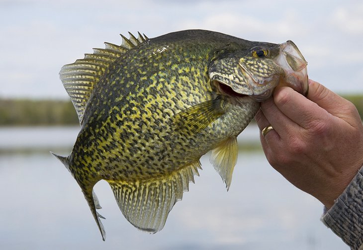 Crappie