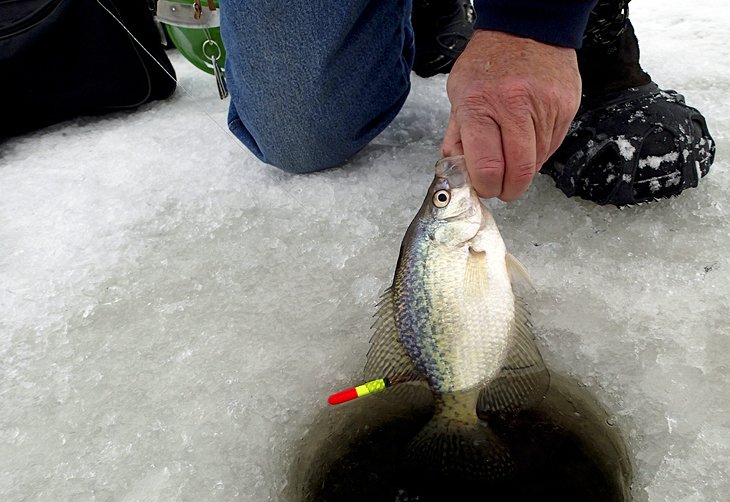 Crappie at the fishing hole