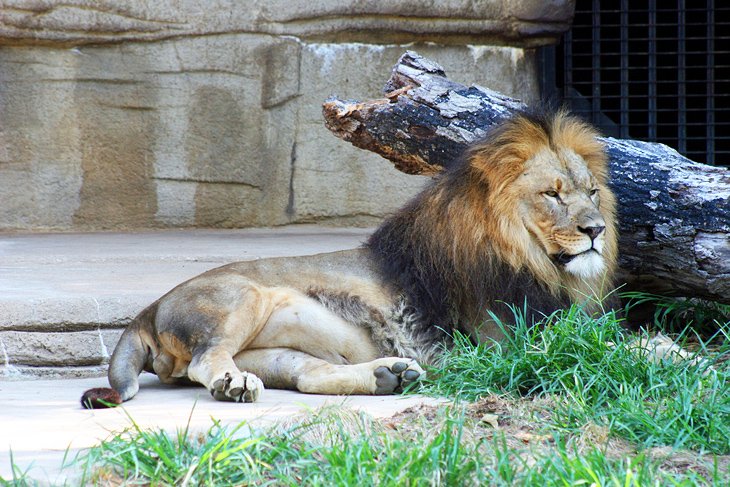 Lion at the Tulsa Zoo