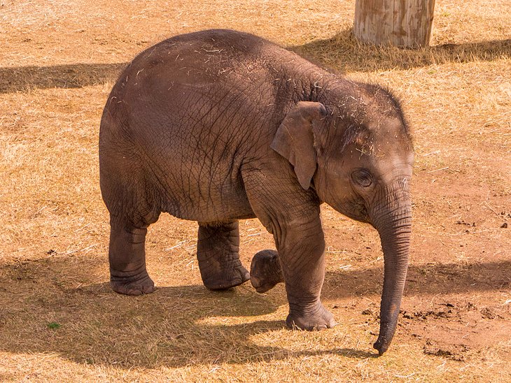 Éléphant au zoo d'Oklahoma City