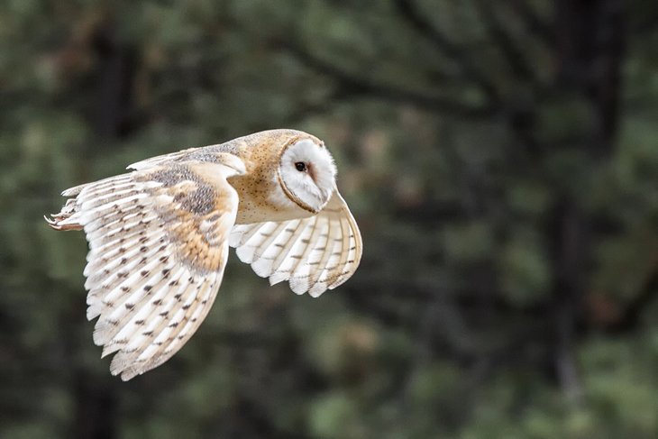 High Desert Museum