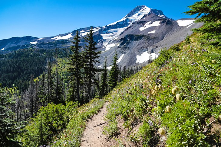 The Pacific Crest Trail runs through Mt. Hood National Forest