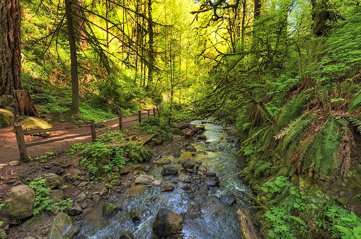 Hiking trail in Forest Park