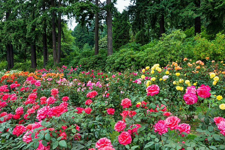 International Rose Test Garden