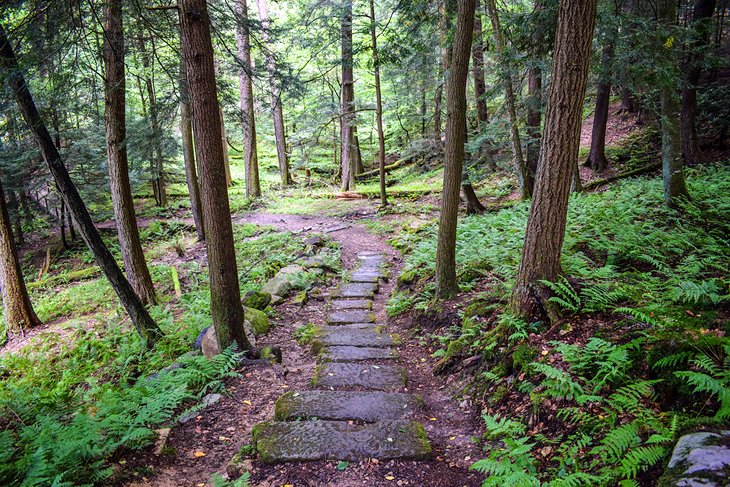 Cook Forest State Park Trail Network