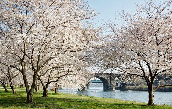 Fleurs de cerisier le long de la rivière Schuylkill