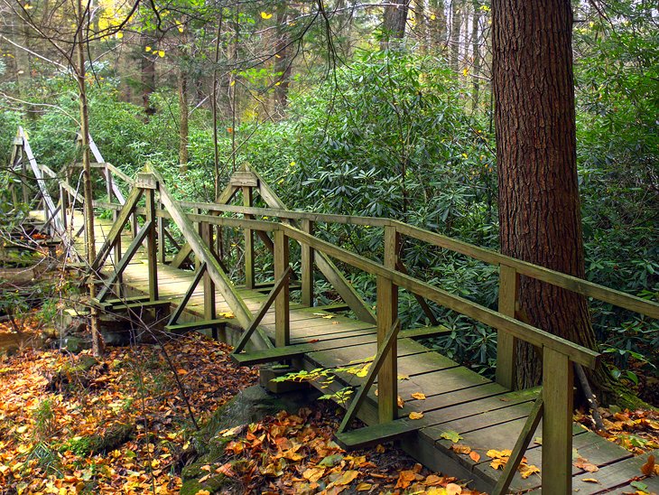 Standing Stone Trail