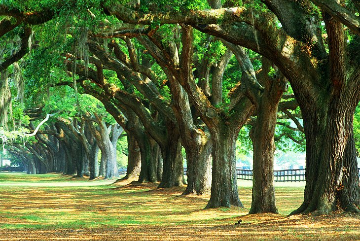 Boone Hall Plantation