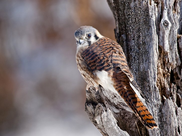 American Kestrel, Big Sioux Recreation Area