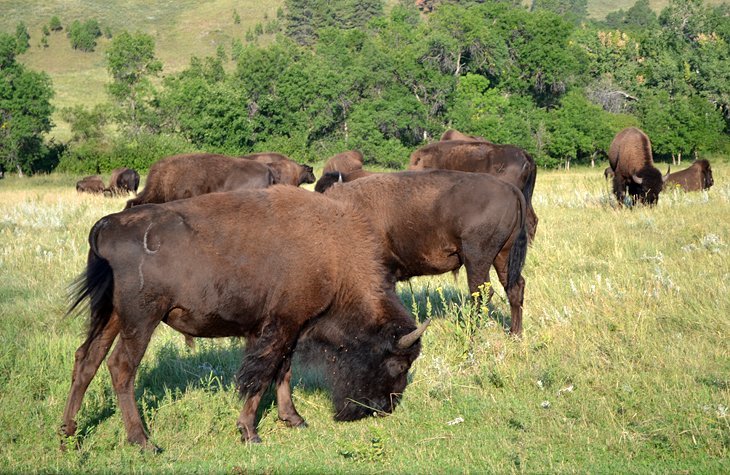 Buffalo on the Wilderness Loop Road near the Blue Bell Campground