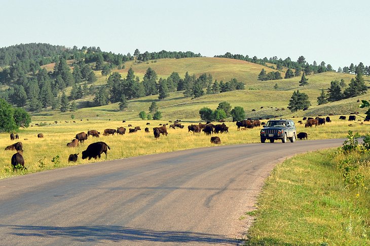 Buffalo along the Wildlife Loop Road