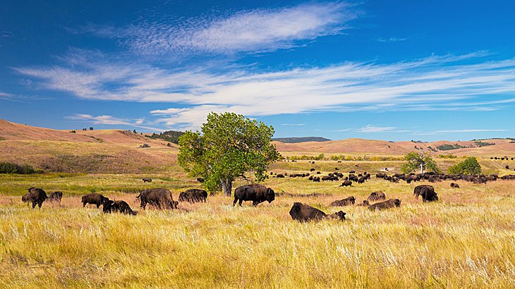 Custer State Park