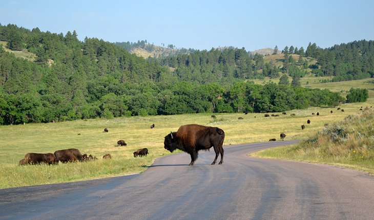 Buffalo near Blue Bell Campground