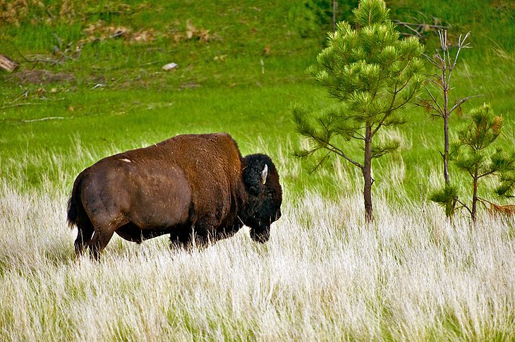 Wildlife Loop Road