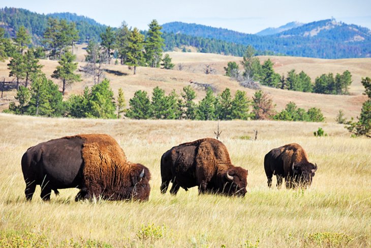 Bison near Custer