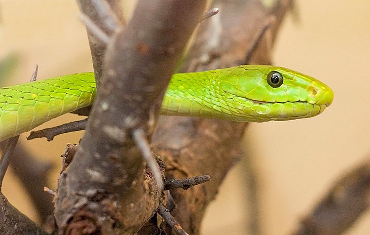Jardins de reptiles